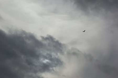 Bird in cloudy sky