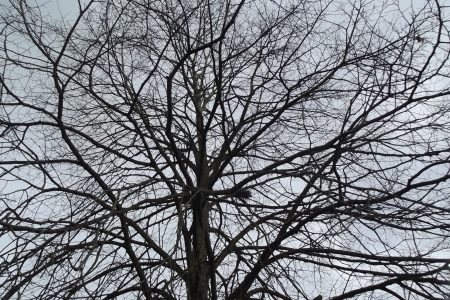 Tree With No Leaves In Winter