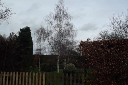 Trees, Bushes And Wooden Fence