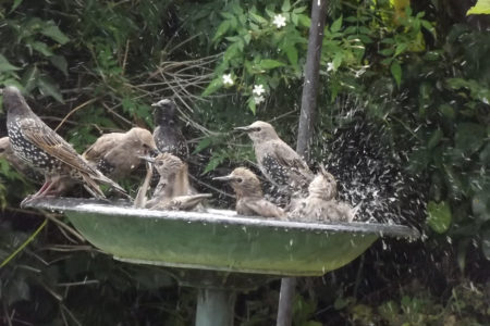 Bird Bath Full Of Starlings (Birds)