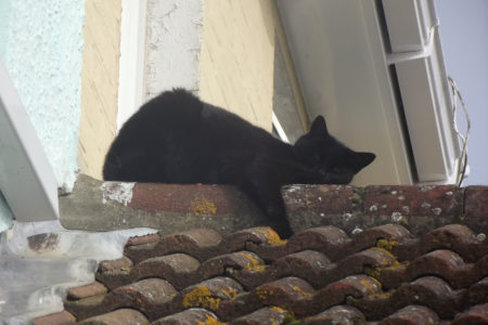 Black Cat Laying On A Roof