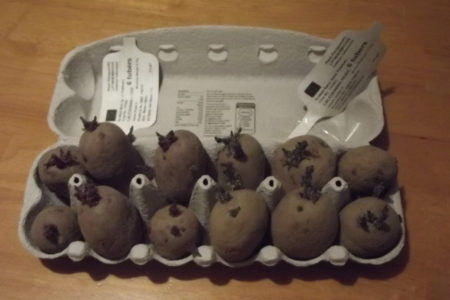 Chitting Potatoes In Egg Box