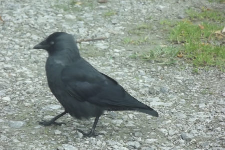 Crow