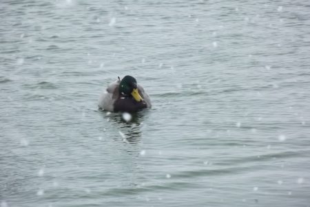 Duck In Water