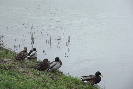 Ducks Sitting On The River Bank