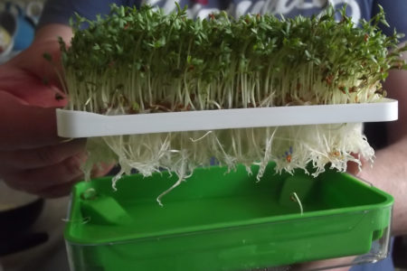 Hydroponic Cress Growing