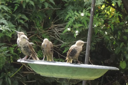 Juvenile Starlings On The Edge Of A Birds Bath