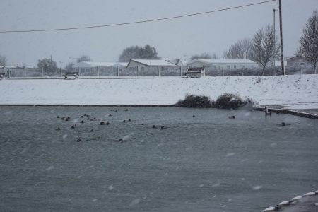 Lake With Birds In Snow