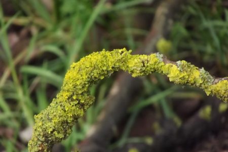 Lichen On A Twig