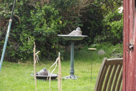 Pigeons Cooling Themselves In Bird Bath