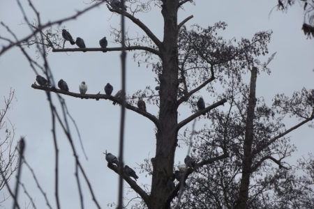 Pigeons In A Tree