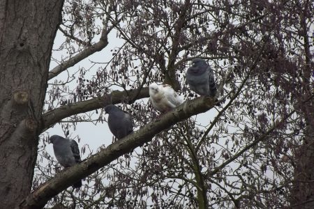 Pigeons On Tree Branch