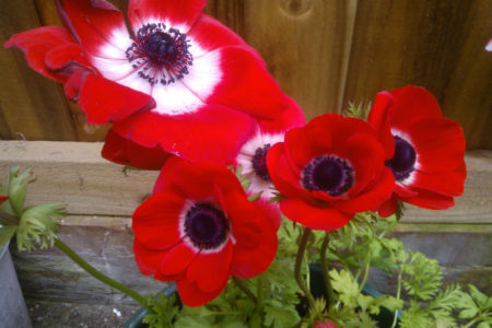 Poppies