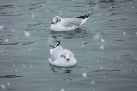 Seagulls In Water In The Snow