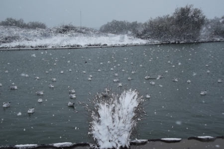 Seagulls On A Lake In A Snow Storm