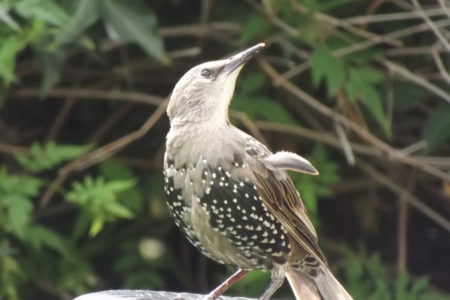 Starling On A Bird Bath