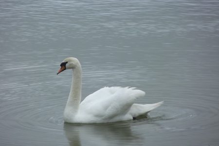 Swan In Water