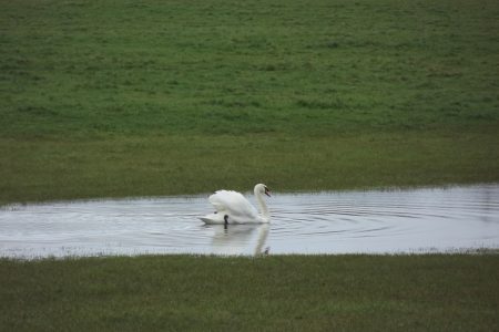 Swan Swimming On A Flooded Field