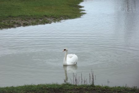 Swan Swimming On A River