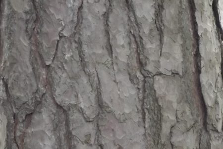 Tree Bark