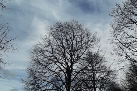 Tree Without Leaves