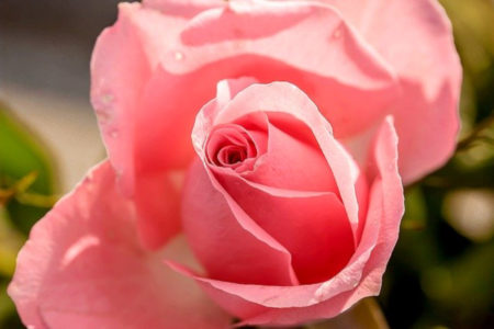 Pink Rose