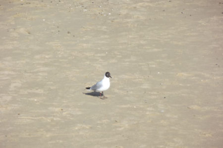 Seagull (Bird) With Shaddow On A Sandy Beach In Essex UK