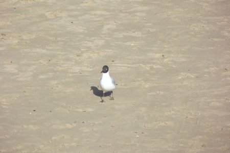 Seagull (Bird) With Shadow On A Sandy Beach In Essex UK.JPG Bird) With Shaddow On A Sandy Beach In Essex UK