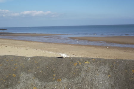 Shell On A Sea Wall With Blue Sea And Sandy Beach