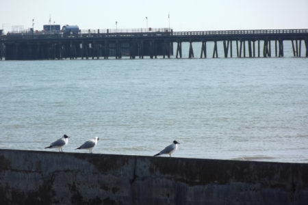 Three seagulls (Birds) on a sea wall by the sea